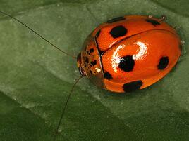 bright red bug that looks like a ladybug