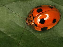 bright red bug that looks like a ladybug