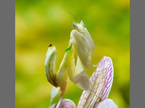 orchid mantis on similar looking flower