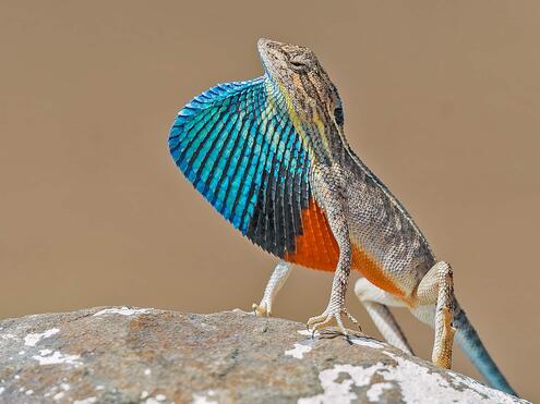 fan-throated lizard puffing out very colorful blue and orange skin on its throat