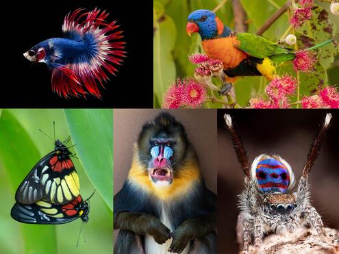 a fighting fish, red-collared lorikeet, red-breast Jezebel butterflies, mandrill, and peacock jumping spider