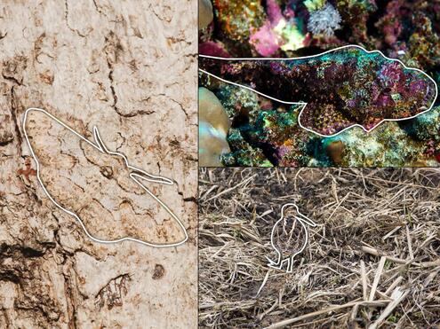 white outlines around the owl moth on tree bark, scorpion fish in coral reef, snipe in dry grass 