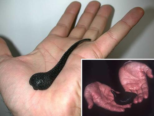 dark colored leeches on human hands