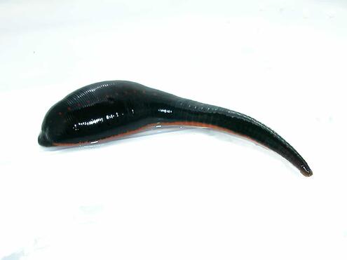 dark colored leech