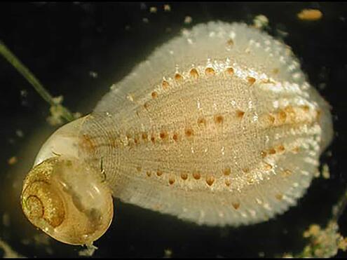 leech feeding on a snail