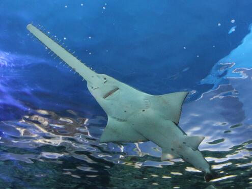 sawfish with long snout