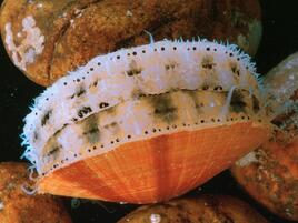 Sea scallop