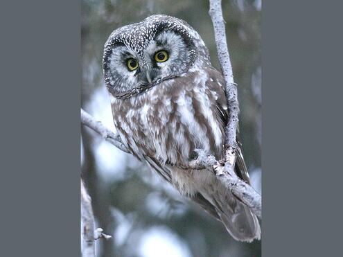 grey and white owl