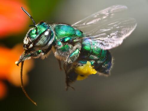 metallic green orchid bee