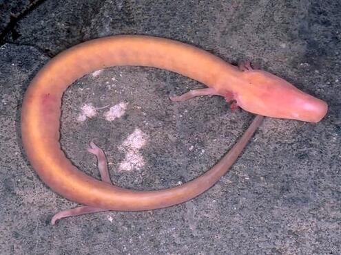 pinkish long olm