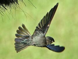 swiftlet bird in flight