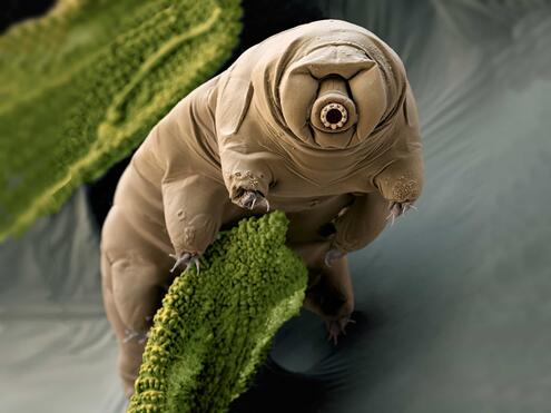 tardigrade