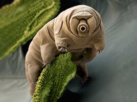 tardigrade