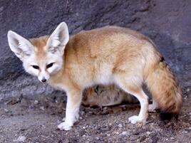 fennec fox