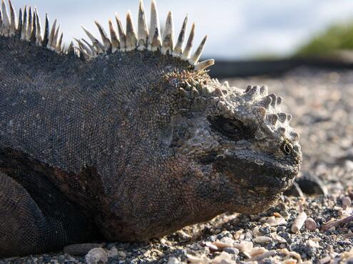 Galápagos marine iguana