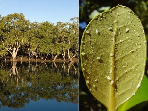 mangroves and a closeup of a leaf with salt crystals