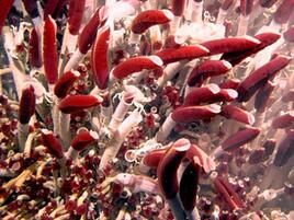 tubeworms with red tips