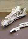 olc_018_velociraptor_mongoliensis_story