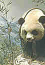 olc_091_endangered_story_2