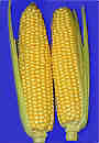 olc_105_breed_story