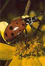 olc_147_ladybird_beetle_story