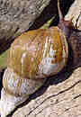 olc_148_invasive_species_story_2