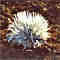 olc_091_endangered_stumper
