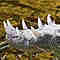 olc_114_american_crocodile_stumper_2