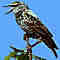 olc_148_invasive_species_stumper_2