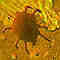 olc_150_mites_stumper