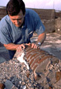 Geologist Jim Webster leans over and examines a specimen in the field.