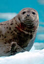 A seal leaning on a piece of ice, pictured from the neck up.