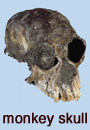An old and well-preserved skull labeled "monkey skull."