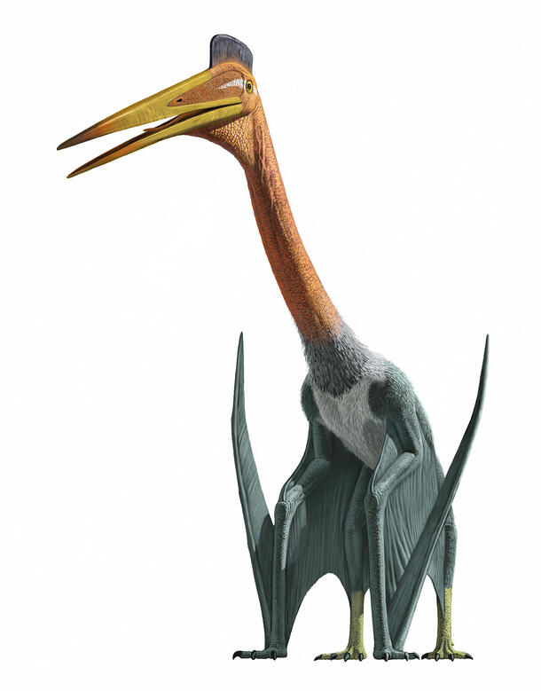 Quetzalcoatlus