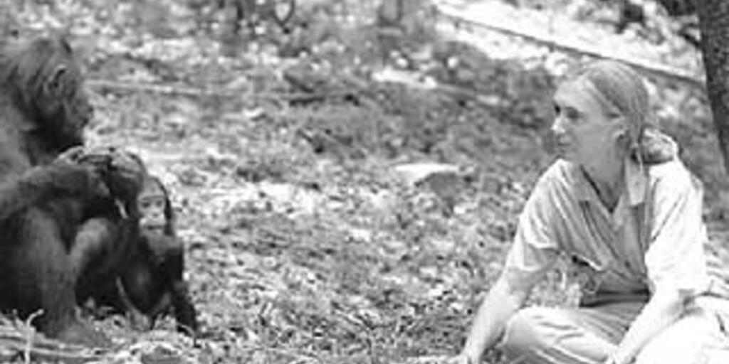 PROFILE: Jane Goodall | AMNH