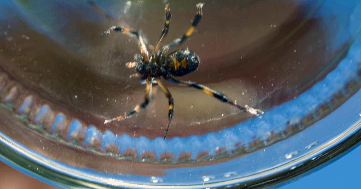 how to collect arthropod