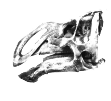 dinosaur-timeline_thumb