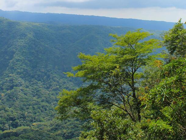 Trees in front of verdant mountain ridges inside El Imposible National Park in El Salvador