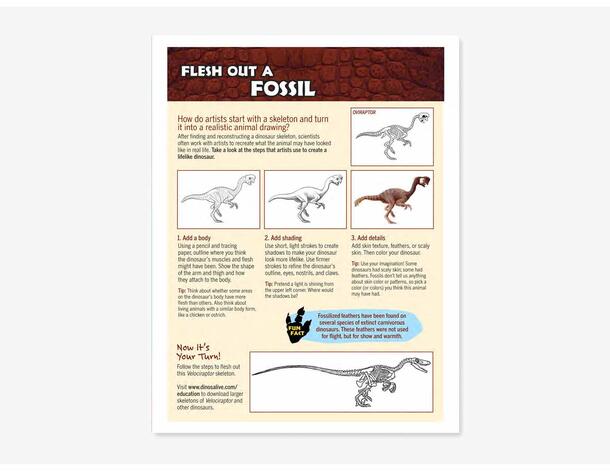 Image of Flesh Out a Fossil activity PDF