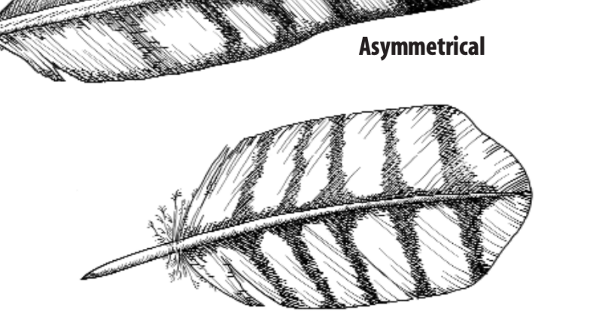 Feather, Flight, Structure, Function