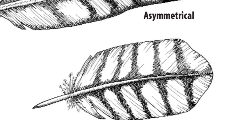 Functions of Feathers | AMNH