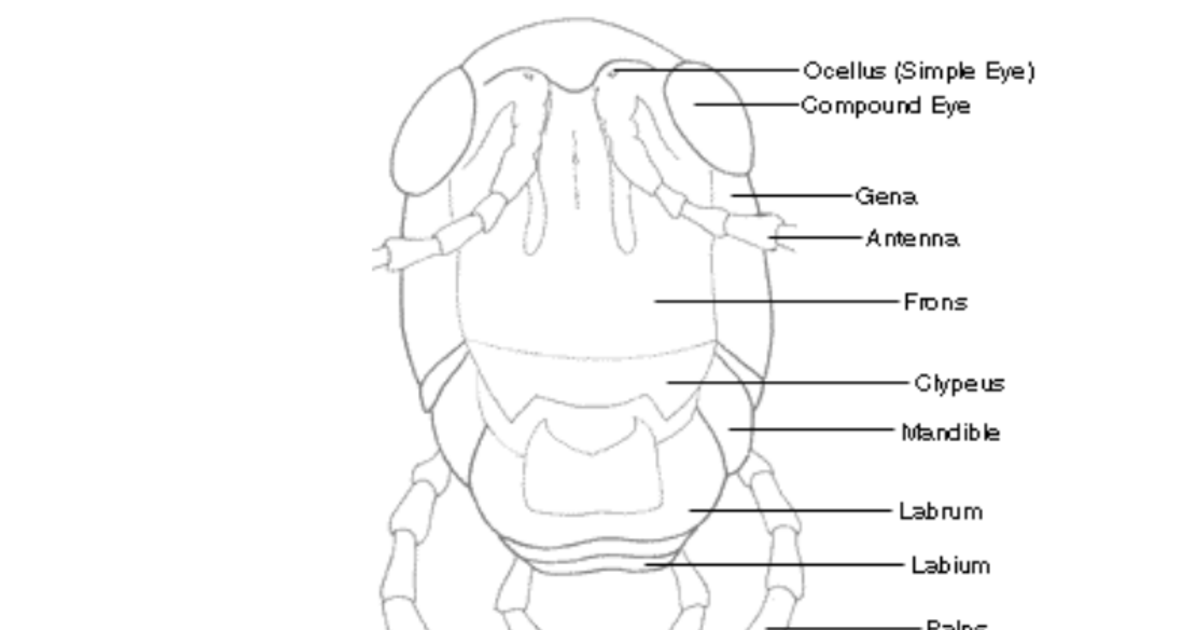 Mouthparts Microscope