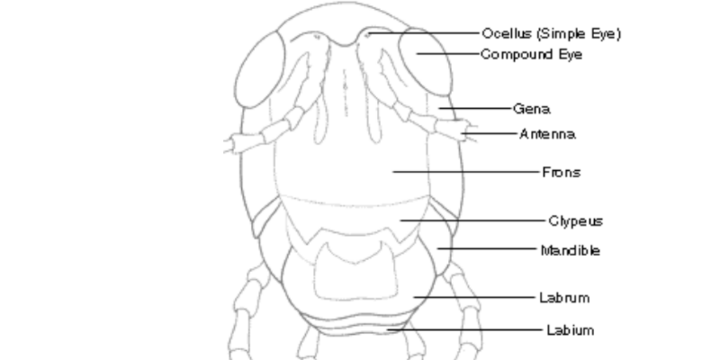 Arthropod Morphology: Grasshopper Head Frontal View | AMNH