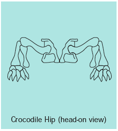 how-dinosaurs-moved_thumb
