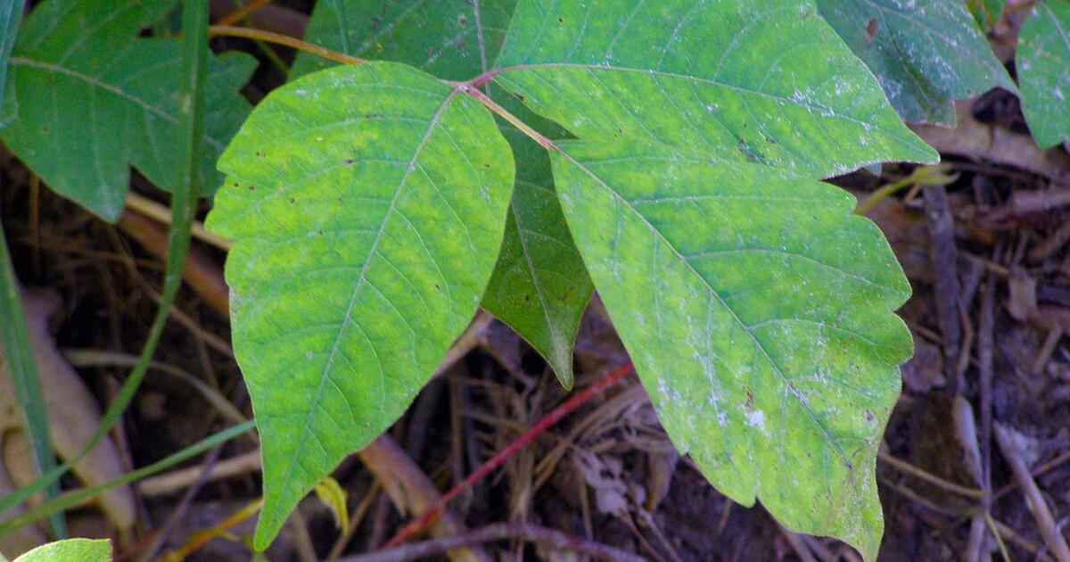 Identifying Poison Ivy Plant