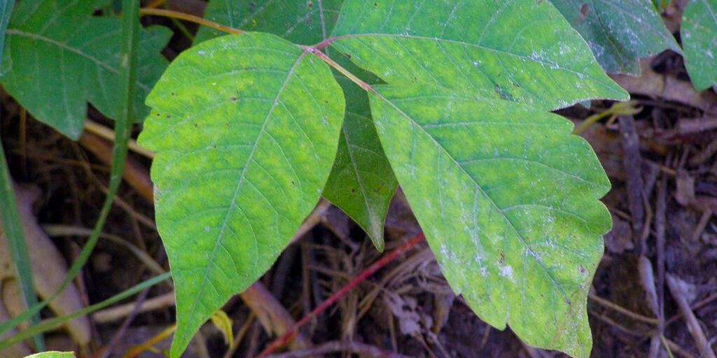 Tips To Identify Poison Ivy | Amnh