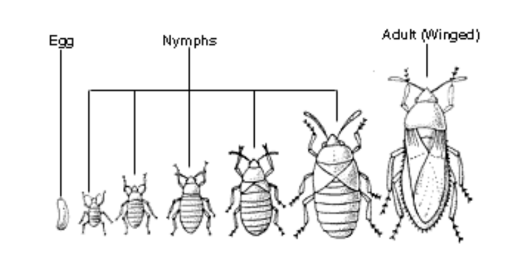 Metamorphosis in Arthropods | AMNH