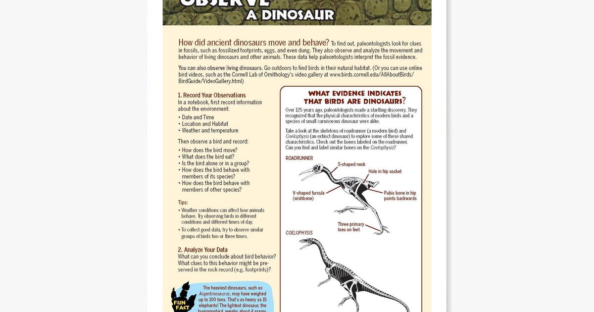 Observe a Dinosaur | AMNH