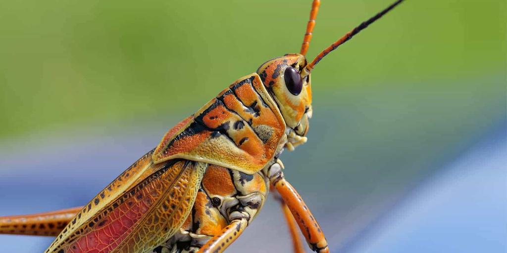 Arthropod Morphology Parts Of A Grasshopper Amnh