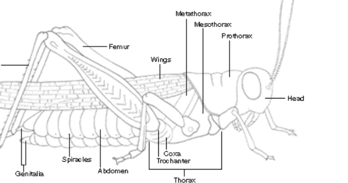 Arthropod Morphology Parts Of A Grasshopper Amnh